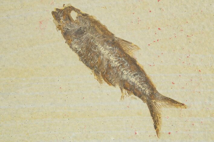 Detailed Fossil Fish (Knightia) - Wyoming #320363